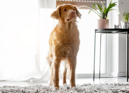 Photo for Toller Dog, A Nova Scotia Retriever, Is In A Modern Room - Royalty Free Image