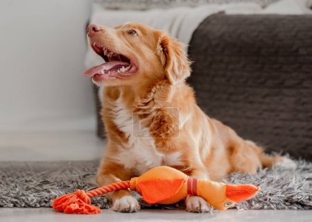 Foto de Toller perro con brillante juguete pato en sus dientes juega en la habitación, un recuperador de Nueva Escocia - Imagen libre de derechos