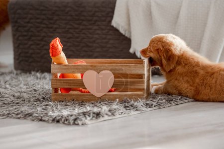 Photo for Puppy Toller, A Nova Scotia Duck Tolling Retriever, Chews On A Wooden Box On The Floor In The Room - Royalty Free Image