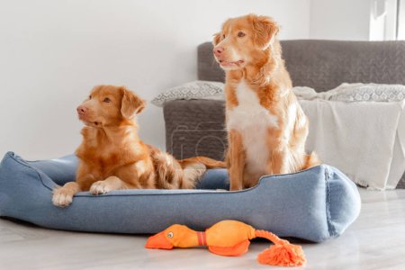 Téléchargez les photos : Deux récupérateurs de canard de la Nouvelle-Écosse se reposent confortablement dans un lit de chien bleu - en image libre de droit