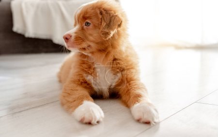 Photo for Bright Toy Duck Entertains Toller Puppy In Room, A Nova Scotia Duck Tolling Retriever - Royalty Free Image