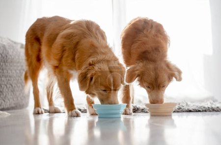 Foto de Dos perros Nova Scotia Retriever están bebiendo de los cuencos en casa - Imagen libre de derechos