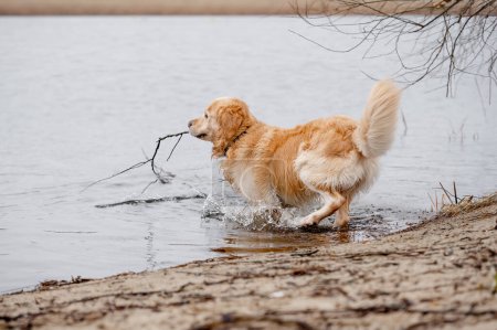 Téléchargez les photos : Golden Retriever Dog joue dans le lac avec bâton dans la bouche - en image libre de droit