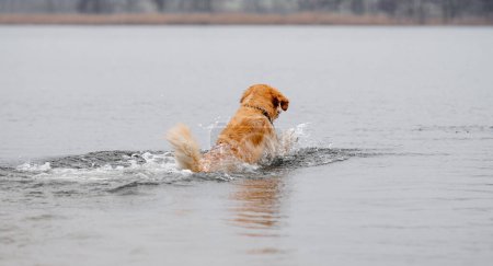 Foto de Golden Retriever Dog saltó al agua del lago, vista desde atrás - Imagen libre de derechos