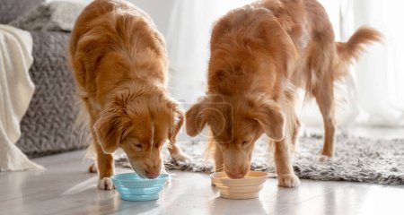 Zwei Nova Scotia Retriever Hunde trinken zu Hause aus Schüsseln