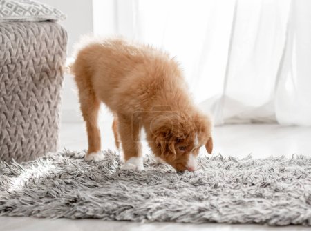 Photo for Toller Puppy In A Bright Room Is A Nova Scotia Duck Tolling Retriever - Royalty Free Image