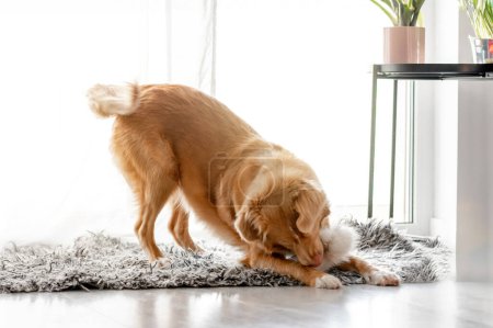 Nova Scotia Retriever perro juega con juguete esponjoso en la habitación, una raza Toller