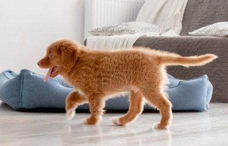 Photo for Bright Toy Duck Entertains Toller Puppy In Room, A Nova Scotia Duck Tolling Retriever - Royalty Free Image