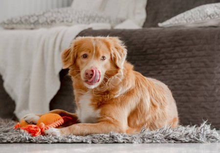 Photo for Toller Dog With Bright Toy Duck In Its Teeth Plays In Room, A Nova Scotia Retriever - Royalty Free Image