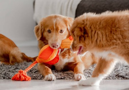 Foto de Toller perro juega con cachorro usando brillante juguete pato en la boca en la habitación, un pato de Nueva Escocia peaje Retriever - Imagen libre de derechos