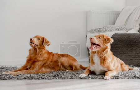 Téléchargez les photos : Deux chiens, un récupérateur de péage de canard de la Nouvelle-Écosse et un péage, sont allongés sur le sol dans une pièce - en image libre de droit
