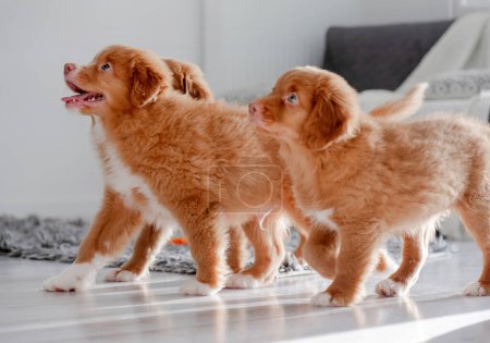 Photo for Three Toller Puppies In A Bright Room Exemplify The Nova Scotia Duck Tolling Retriever Breed - Royalty Free Image