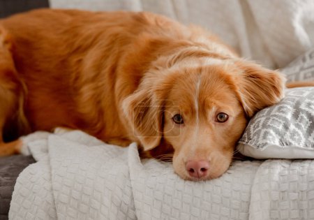Photo for Toller, A Nova Scotia Duck Tolling Retriever, Lies On The Couch - Royalty Free Image