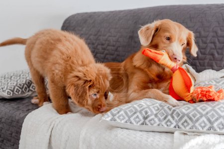 Photo for Bright Toy Duck Lies Next To Toller Dog and his puppy A Nova Scotia Duck Tolling Retriever, On Couch - Royalty Free Image