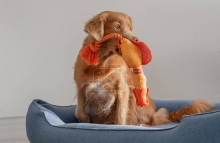 Téléchargez les photos : Orange Toy Duck Lies With Toller Dog In Blue Bed, un récupérateur de péage de canard de la Nouvelle-Écosse - en image libre de droit