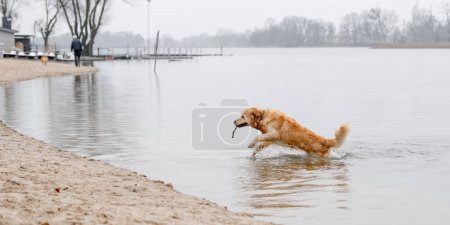 Foto de Golden Retriever recupera el palo del agua y salta hacia la orilla en un juego de agua - Imagen libre de derechos