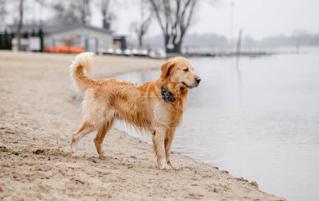 Téléchargez les photos : Golden Retriever avec une écharpe autour de son cou se tient dans l'eau près de la côte, un vrai chien aimant l'eau - en image libre de droit