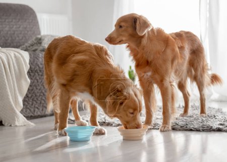 Zwei Nova Scotia Retriever Hunde trinken zu Hause aus Schüsseln