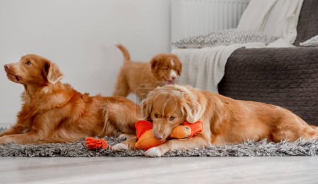 Foto de Dos Perros y Cachorros Un Pato Nueva Escocia Tolling Retriever y un Toller, están en el piso en una habitación jugando con un brillante juguete de pato - Imagen libre de derechos