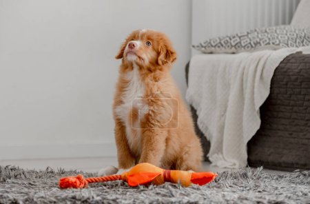 Photo for Toller Puppy Sits With Bright Toy Duck In Room, Nova Scotia Retriever Toller - Royalty Free Image