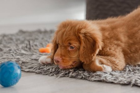 Téléchargez les photos : Toller Puppy Lies On The Floor In A Room, A Nova Scotia Duck Tolling Retriever - en image libre de droit