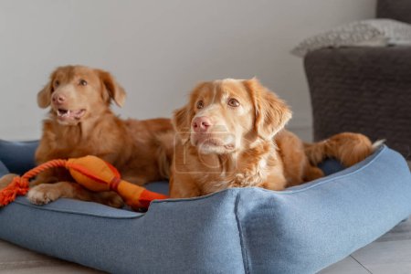Photo for Two Nova Scotia Duck Tolling Retrievers Rest Comfortably In A Blue Dog Bed - Royalty Free Image