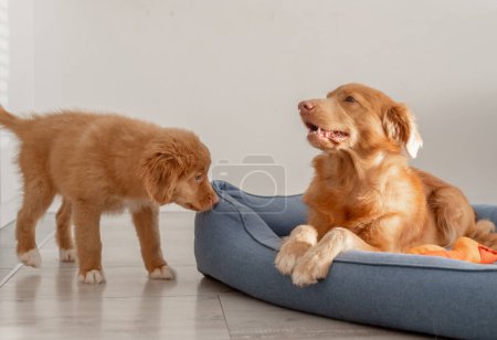 Téléchargez les photos : Deux chiens récupérateurs de la Nouvelle-Écosse et leur chiot jouent dans un lit bleu, mettant en valeur la nature ludique de la race Toller - en image libre de droit
