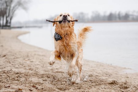 Foto de Golden Retriever perro juega en el lago con palo en la boca - Imagen libre de derechos