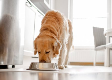 Téléchargez les photos : Golden Retriever chien mange du bol dans la cuisine avec intérieur lumineux - en image libre de droit
