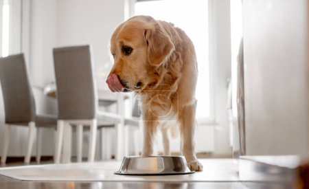 Photo for Golden Retriever Dog Licks Its Mouth After Eating Near Bowl In Kitchen With Morning Interior - Royalty Free Image