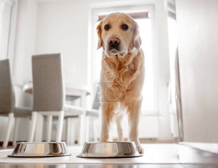 Foto de Golden Retriever Dog se para cerca de un tazón en la cocina - Imagen libre de derechos
