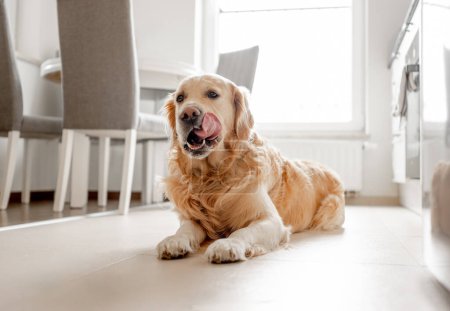 Photo for Golden Retriever Dog Lies And Licks Itself On Kitchen Floor Bathed In Light - Royalty Free Image