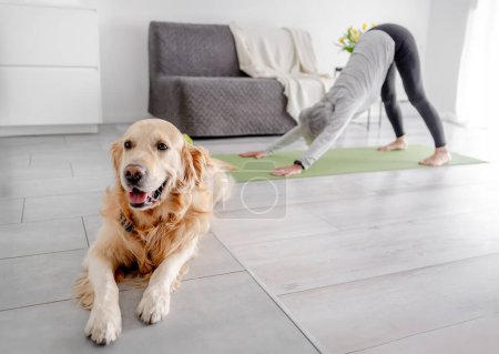 Photo for Grey-Haired Retired Woman Practices Downward Dog Yoga Pose At Home Next To Her Golden Retriever - Royalty Free Image