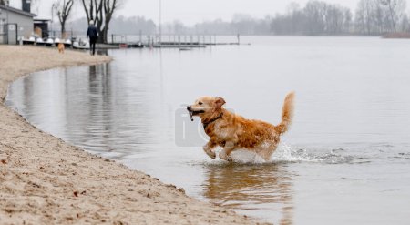 Golden Retriever salta del agua con el palo en los dientes en el lago por la mañana