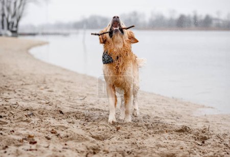 Golden Retriever Hund spielt im See mit Stock im Mund