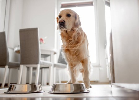 Téléchargez les photos : Golden Retriever Dog se tient près du bol dans la cuisine - en image libre de droit