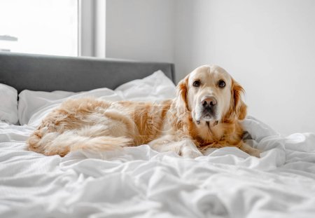 Téléchargez les photos : Golden Retriever Chien repose sur le lit dans la literie blanche - en image libre de droit