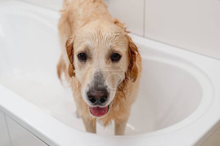 Téléchargez les photos : Malheureux Golden Retriever chien dans une baignoire blanche DoesnT veulent se baigner - en image libre de droit