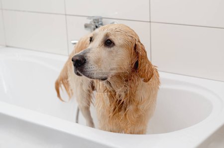 Téléchargez les photos : Malheureux Golden Retriever chien dans une baignoire blanche DoesnT veulent se baigner - en image libre de droit