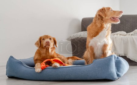 Photo for Two Nova Scotia Duck Tolling Retrievers Rest Comfortably In A Blue Dog Bed - Royalty Free Image