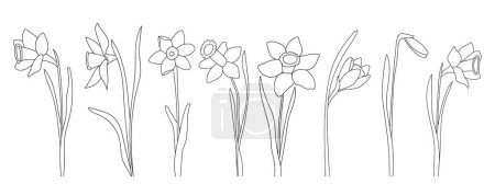 Ilustración de La página para colorear de flores de narciso dibujadas a mano para niños es una ilustración de vectores en blanco y negro adecuada para imprimir - Imagen libre de derechos