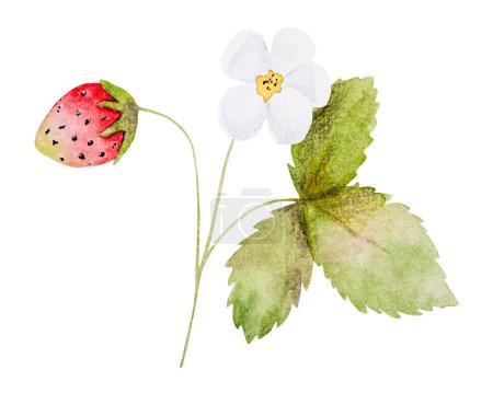 Illustration for Hand-Drawn Watercolor Vector Illustration Features A Branch With Strawberry Flowers And Berries - Royalty Free Image
