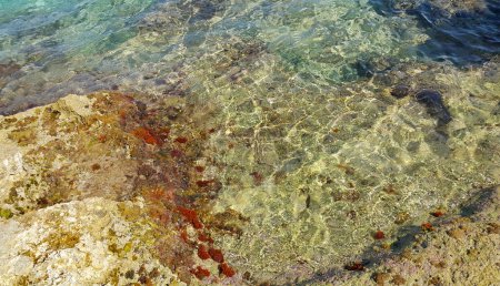 Téléchargez les photos : Algae on stones and a transparent sea water near the shore, natural background, Mallorca, Spain - en image libre de droit