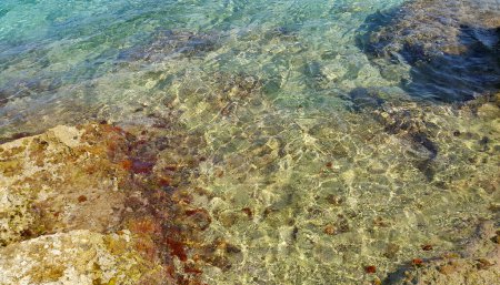 Téléchargez les photos : Algues sur des pierres et une eau de mer transparente près du rivage, fond naturel, Majorque, Espagne - en image libre de droit
