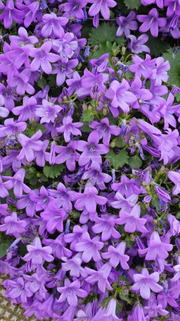 Foto de Campanula bell flowers or Bluebell flowers or Portenschlag bell - Imagen libre de derechos