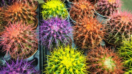 Téléchargez les photos : Cactus lumineux avec des aiguilles multicolores dans un magasin de fleurs, fond naturel gros plan - en image libre de droit