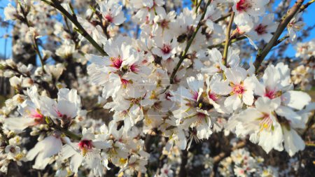 Téléchargez les photos : Belles branches d'un amandier en fleurs contre le ciel bleu au début du printemps, gros plan - en image libre de droit