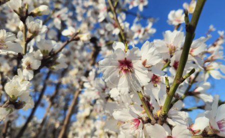 Beautiful branches of a blooming almond tree against the blue sky in early spring, close-up