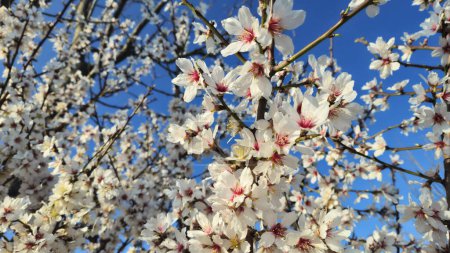 Téléchargez les photos : Belles branches d'un amandier en fleurs contre le ciel bleu au début du printemps, gros plan - en image libre de droit