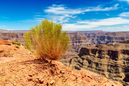 Photo for Grand Canyon West Rim in a sunny day, USA - Royalty Free Image
